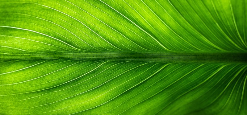 Eco-friendly lifestyle